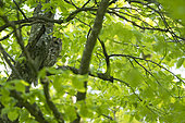 Tawny Owl (Strix aluco) on a branch, Vaud countryside, Canton of Vaud, Switzerland