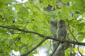 Tawny Owl (Strix aluco) young on a branch, Vaud countryside, Canton of Vaud, Switzerland