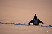 Black grouse (Lyrurus tetrix) male displaying in the snow, Canton of Fribourg, Switzerland.