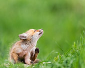 Red fox (Vulpes vulpes) youngs playing, Slovakia