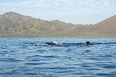 Gray whale (Eschrichtius robustus) Mating gray whales Canal de Rehusa, BCS Mexico.