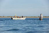 Gray whale (Eschrichtius robustus) Tourist boat with gray whales. BCS Mexico.
