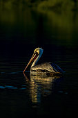 Brown pelican (Pelicanus occidentalis) BCS Mexico.