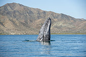 Gray whale (Eschrichtius robustus) Spyhopping, Canal de Rehusa, BCS, Mexico.