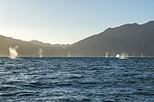 Gray whale (Eschrichtius robustus) Gray whale blows in Canal de Rehusa BCS Mexico.
