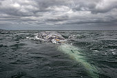 Gray whale (Eschrichtius robustus) Gray whales approach the photographers boat. BCS Mexico.