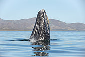 Gray whale (Eschrichtius robusuts) Spyhopping, BCS, Mexico.