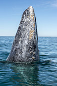 Gray whale (Eschrichtius robusuts) Spyhopping, BCS Mexico.