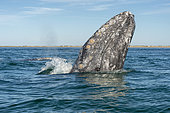 Gray whale (Eschrichtius robusuts) Spyhopping, BCS Mexico.