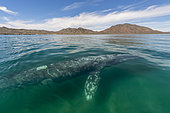 Gray whale (Eschrichtius robusuts) Gray whale in very shallow water. BCS Mexico.