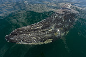 Gray whale (Eschrichtius robusuts) under the surface,BCS Mexico.