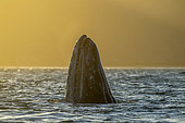 Gray whale (Eschrichtius robustus) Spyhopping at sunset, Canal de Rehusa, BCS, Mexico.