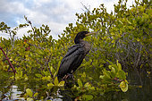 Double crested cormorant (Phalacrocorax auritus) BCS Mexico