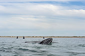 Gray whale (Eschrichtius robusuts) Spyhopping, BCS Mexico.