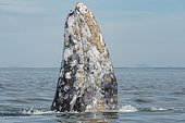 Gray whale (Eschrichtius robustus) Spyhopping, BCS Mexico.