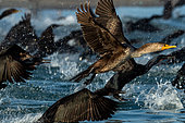 Double crested cormorant (Phalacrocorax auritus) flying away, BCS Mexico