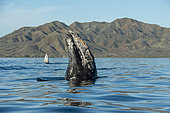 Gray whale (Eschrichtius robusuts) Spyhopping, BCS, Mexico.