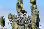 Caracara (Caracara cheriway) A caracara feeding on a cardon cactus. Isla Sta Margarita BCS Mexico.