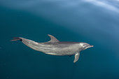 Bottlenose dolphins (Tursiops truncatus) Bahia de La Paz BCS Mexico.