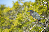Green heron (Butorides virescens) on a branch, BCS Mexico