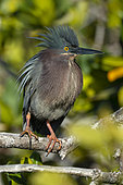 Green heron (Butorides virescens) on a branch, BCS Mexico