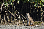 Lynx (Lynx rufus) Lynx in mnagroves in channels near San Carlos BCS Mexico
