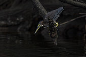 Green heron (Buterides virescens) fishing, BCS Mexico