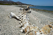 Gray whale (Eschrichtius robustus) Gray whale skeleton Isla Sta Magrgarita BCS Mexico