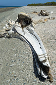 Gray whale (Eschrichtius robustus) Gray whale skeleton Isla Sta Magrgarita BCS Mexico