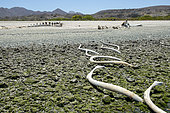 Gray whale (Eschrichtius robustus) Gray whale skeleton Isla Sta Magrgarita BCS Mexico