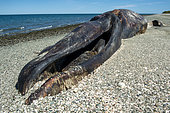 Gray whale (Eschrichtius robustus) A dead gray whale. Isla Sta Margarita BCS Mexico