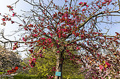 Crabapple tree (Malus sp) 'Brilliant Star' in bloom