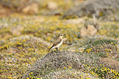 Isabelline Wheatear (Oenanthe isabellina) on a flowering dune by the sea, Cyprus