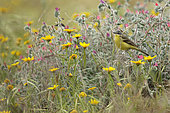 Western Yellow Wagtail (Motacilla flava flava) perched among flowers, Paphos, Cyprus