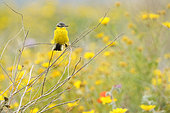 Western Yellow Wagtail (Motacilla flava beema) perched among flowers, Paphos, Cyprus