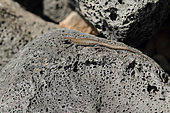 Atlantic lizard (Gallotia atlantica) on a lava rock, Lanzarote, Canary Islands