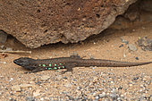 Atlantic lizard (Gallotia atlantica) male on a lava sand, Lanzarote, Canary Islands