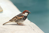Spanish sparrow (Passer hispaniolensis) male on the edge of a pool, Lanzarote, Canary Islands