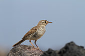 Berthelot's Pipit (Anthus berthelotii) on a lava rock, Lanzarote, Canary Islands