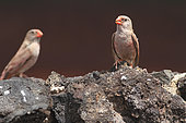 Trumpeter Finch (Bucanetes githagineus) males on a lava rock, Lanzarote, Canary Islands