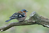 Chaffinch (Fringilla coelebs) perched on a branch, England