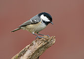 Coal tit (Periparus ater) perched on a branch, England