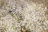 Cuckoo (Cuculus canorus) percherd amongst blackthorn, England