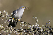 Cuckoo (Cuculus canorus) percherd amongst blackthorn, England