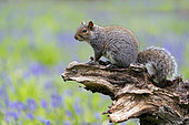 Grey squirrel (Sciurus carolinensis) amongst bluebell (Hyacinthoides non-scripta), England
