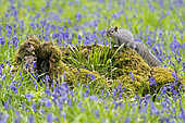 Grey squirrel (Sciurus carolinensis) amongst bluebell (Hyacinthoides non-scripta), England
