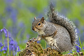 Grey squirrel (Sciurus carolinensis) amongst bluebell (Hyacinthoides non-scripta), England