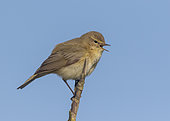 Chiffchaff (Phylloscopus collybita) perched on a branch