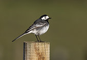 Pied wagtail (Motacilla alba yarelli) perched on a post, England