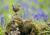 wren (Troglodytes troglodytes) perched on a log amongst bluebell, England
